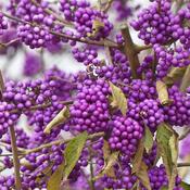 Callicarpa bodinieri Imperial Pearl image