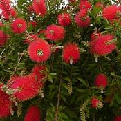 Callistemon citrinus Inferno image