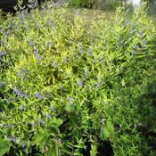 Caryopteris Worcester Gold image