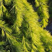 Cedrus deodara Golden Horizon image