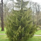 Chamaecyparis n. Pendula
