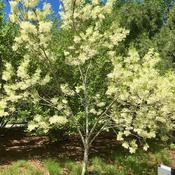 Chionanthus virginicus