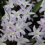 Chionodoxa forbesii Pink Giant (syn. Scilla)