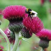 Cirsium rivulare Atropurpureum