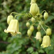 Clematis rehderiana image