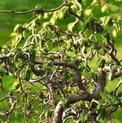 Corylus avellana Medusa