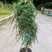 Cotoneaster dammeri Winter Jewel image