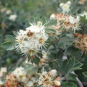 crataegus orientalis image