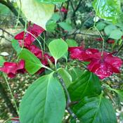 Euonymus macroptera Mount Fuji