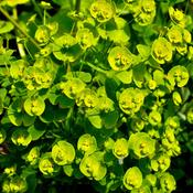 Euphorbia amygdaloides Robbiae