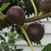 Ficus carica Ronde de Bordeaux - Fig
