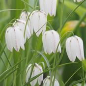 Fritillaria meleagris Alba