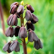 Fritillaria persica