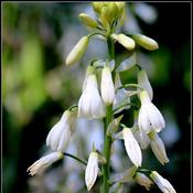 Galtonia candicans image