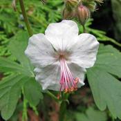Geranium x cantabrigiense Biokovo image