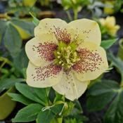 Helleborus orientalis ViV® Maeva image