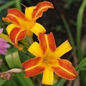 Hemerocallis Frans Hals image