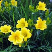 Hemerocallis Stella d'Oro
