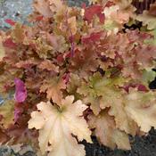 Heuchera Orange Berry image