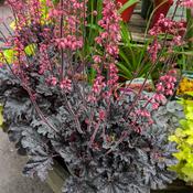 Heuchera Timeless Night