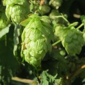 Humulus lupulus Nordbrau