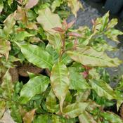 Huodendron biaristatum