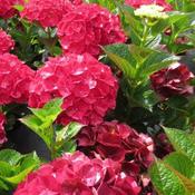 Hydrangea macrophylla Ruby Red (Kolmaru) image