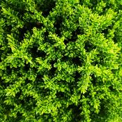 Hebe Green Globe (Emerald Gem, Emerald Green)
