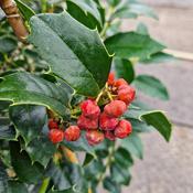 Ilex colchica image
