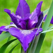 Iris sibirica Shirley Pope image