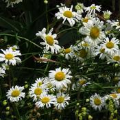 Leucanthemum vulgare May Queen image