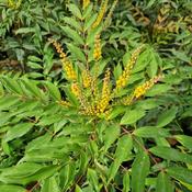 Mahonia eurybracteata
