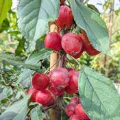 Malus Obelisk - Flowering Crab Apple image