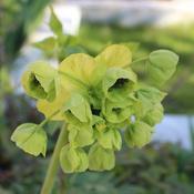 Mathiasella bupleuroides Green Dream