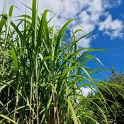 Miscanthus sinensis Giganteus image
