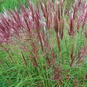 Miscanthus sinensis Ibiza ®