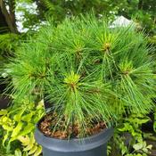Pinus strobus Minima - Dwarf Weymouth pine
