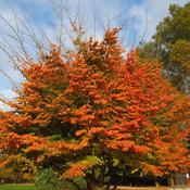 Parrotia persica Felicia image
