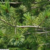 Pinus Vanderwolf's Pyramid