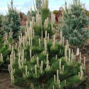 Pinus nigra Oregon Green