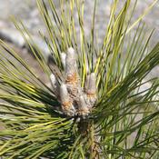 Pinus thunbergii Ogon