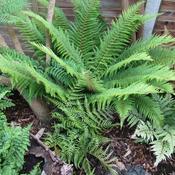 Polystichum setiferum Dahlem image