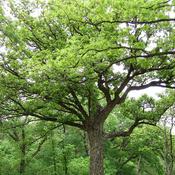 Quercus macrocarpa image