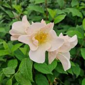 Rosa Sally Holmes -  Shrub Rose image