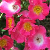Rosa American Pillar - Rambling Rose image