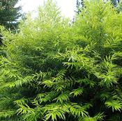 Salix Udenensis Golden Sunshine