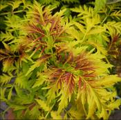 Sambucus racemosa Sutherland Gold image