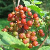 Sambucus racemosa - Red Elderberry