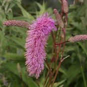Sanguisorba Pink Brushes