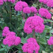 Sedum Carl